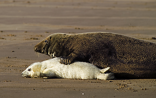 Grey Seal (Halichoerus grypus) Mother with pup. Donna Nook, Lincolnshire, England